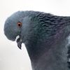 Chaos Pigeon Boards A Bus, Does A Crash